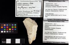 Foto (Objket + Etiketten) von Glaessneropsis heraldica (Moericke 1897) 